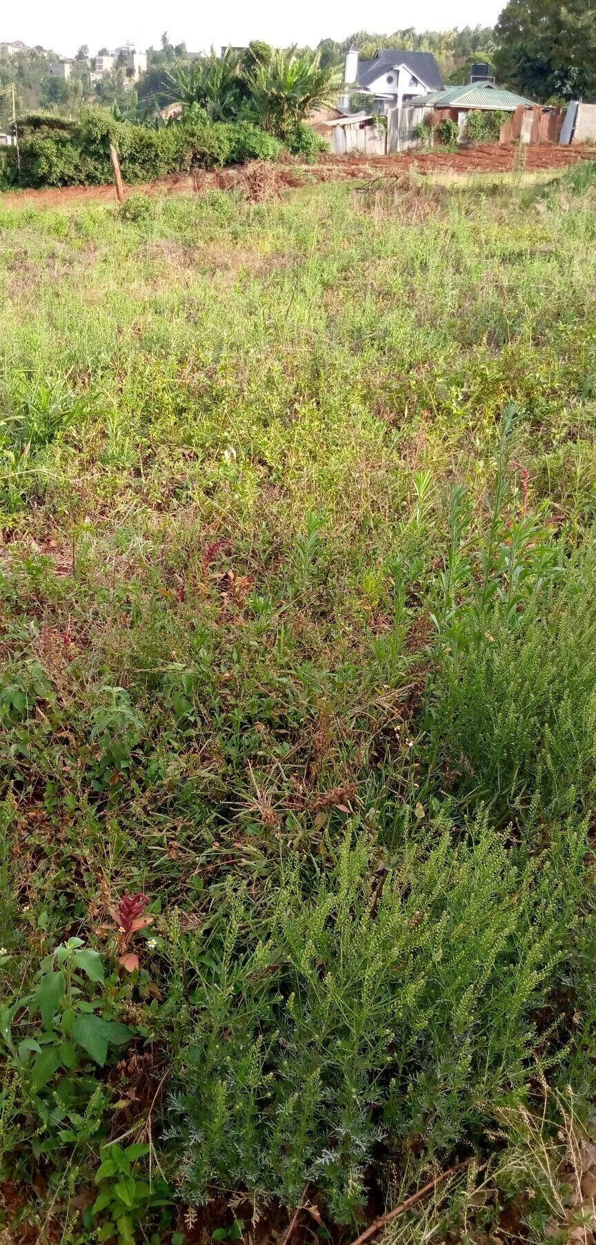 Pet Friendly Quarter Acre in Ndumbuini
