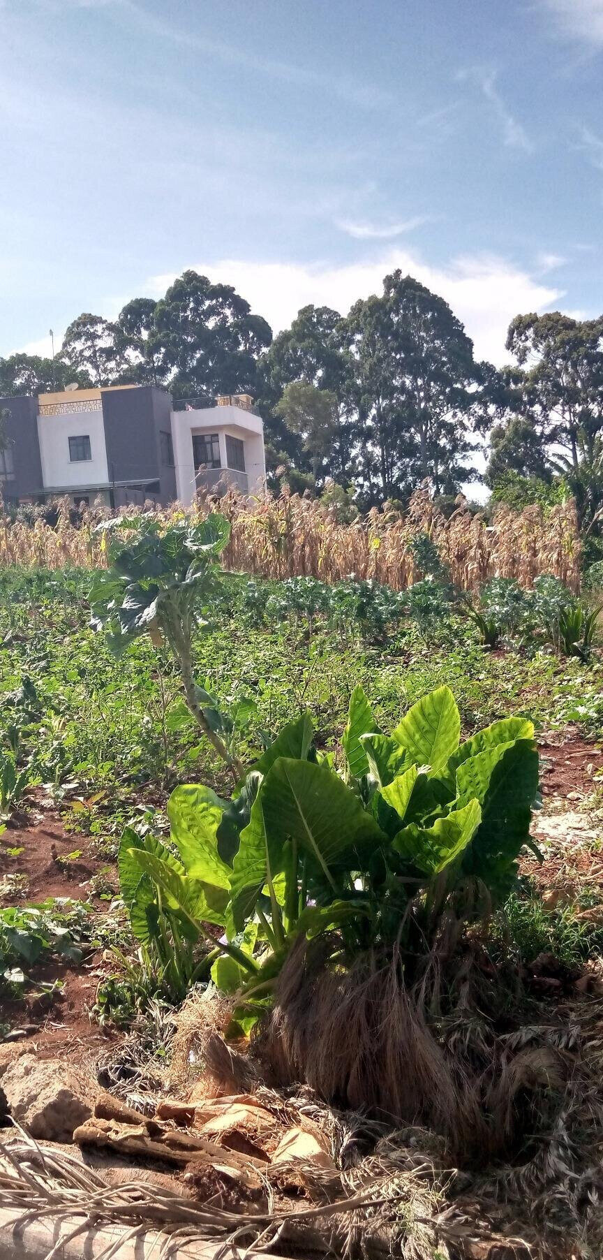 Pet Friendly Quarter Acre in Ndumbuini