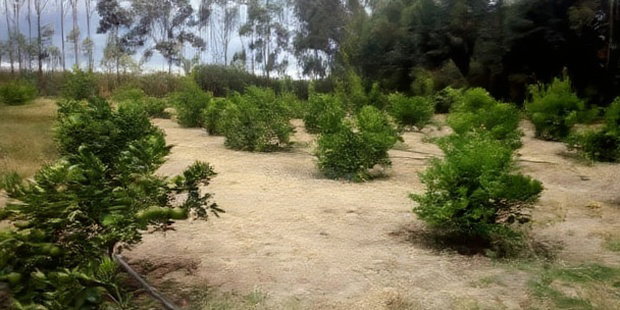 Land for Sale in Narumoro