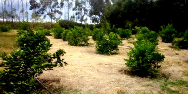 Land for Sale in Narumoro