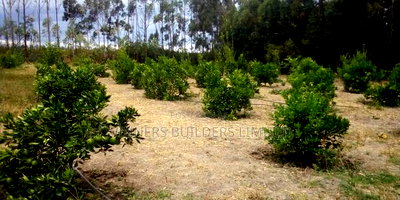 Land for Sale in Narumoro - Image 2