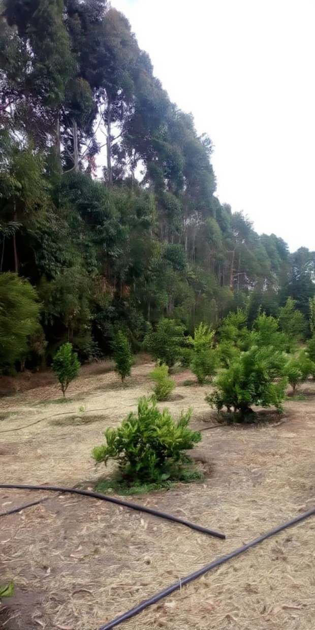 Land for Sale in Narumoro