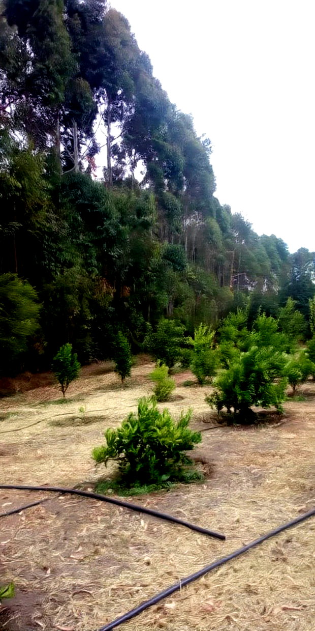 Land for Sale in Narumoro