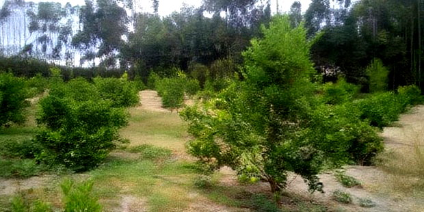 Land for Sale in Narumoro