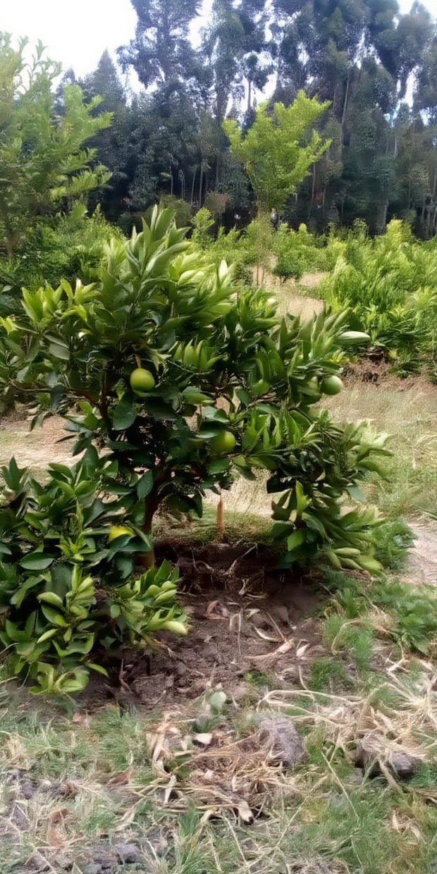 Land for Sale in Narumoro