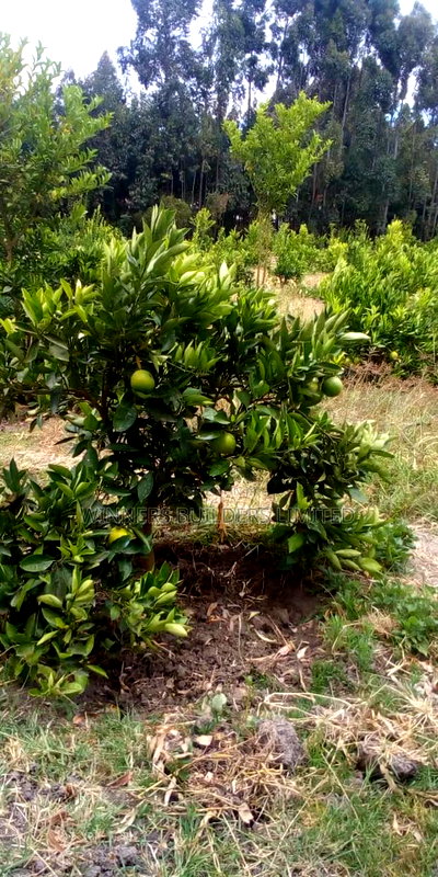 Land for Sale in Narumoro - Image 4