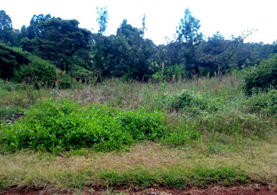 Quarter Acre Langata Plot for KSh 17M
