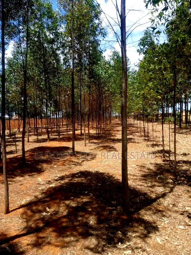 3.1acres Soy Simbi With Title 3km From Tarmac