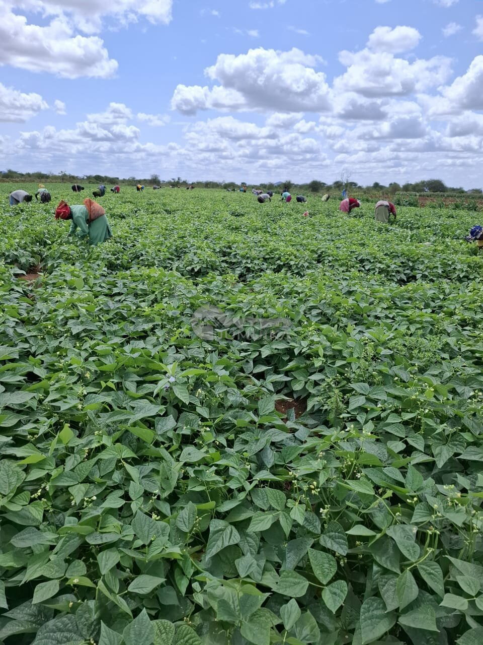 45-Acre Residential Land with Two Boreholes - Kiboko, Kajiado - Kiboko ...