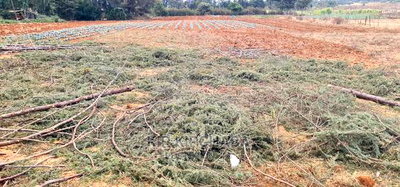 Afordable 1/4 Plot for Sale in Chepkanga Willow Tree Eldoret - Image 2