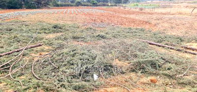 Afordable 1/4 Plot for Sale in Chepkanga Willow Tree Eldoret - Image 5