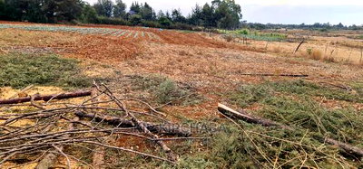 Afordable 1/4 Plot for Sale in Chepkanga Willow Tree Eldoret - Image 1