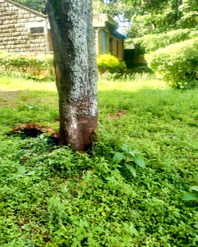 1/2 Acre Kileleshwa Plot for KSh 180M