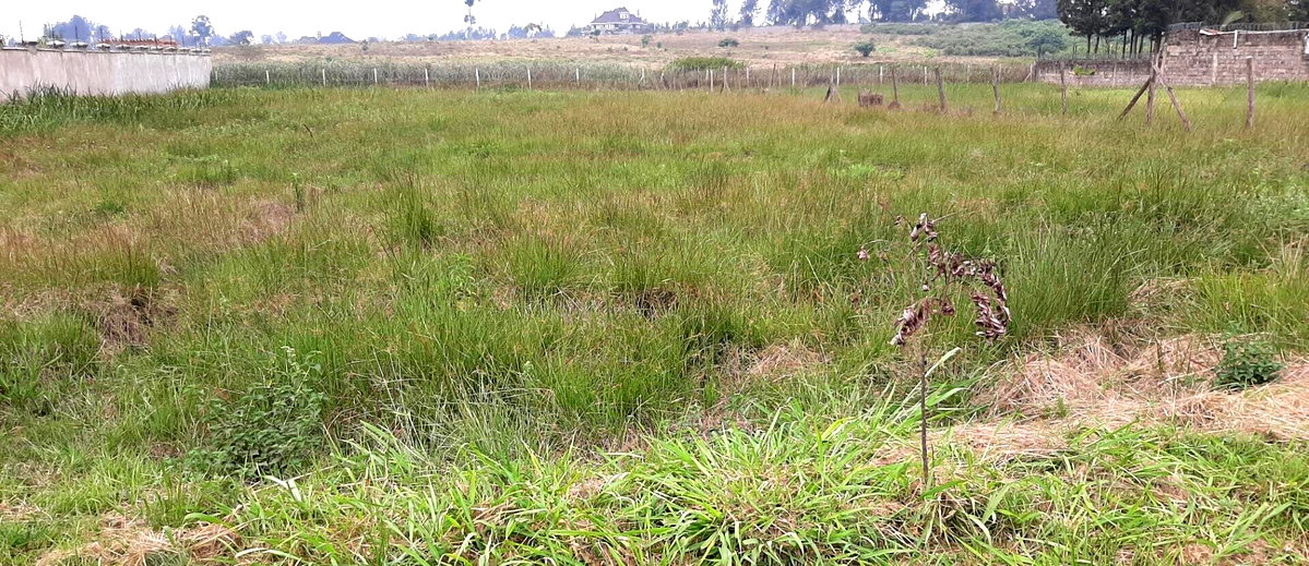 1.1-Acre Garden Oasis in Runda