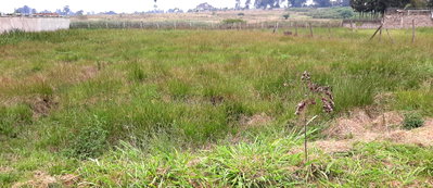 1.1-Acre Garden Oasis in Runda