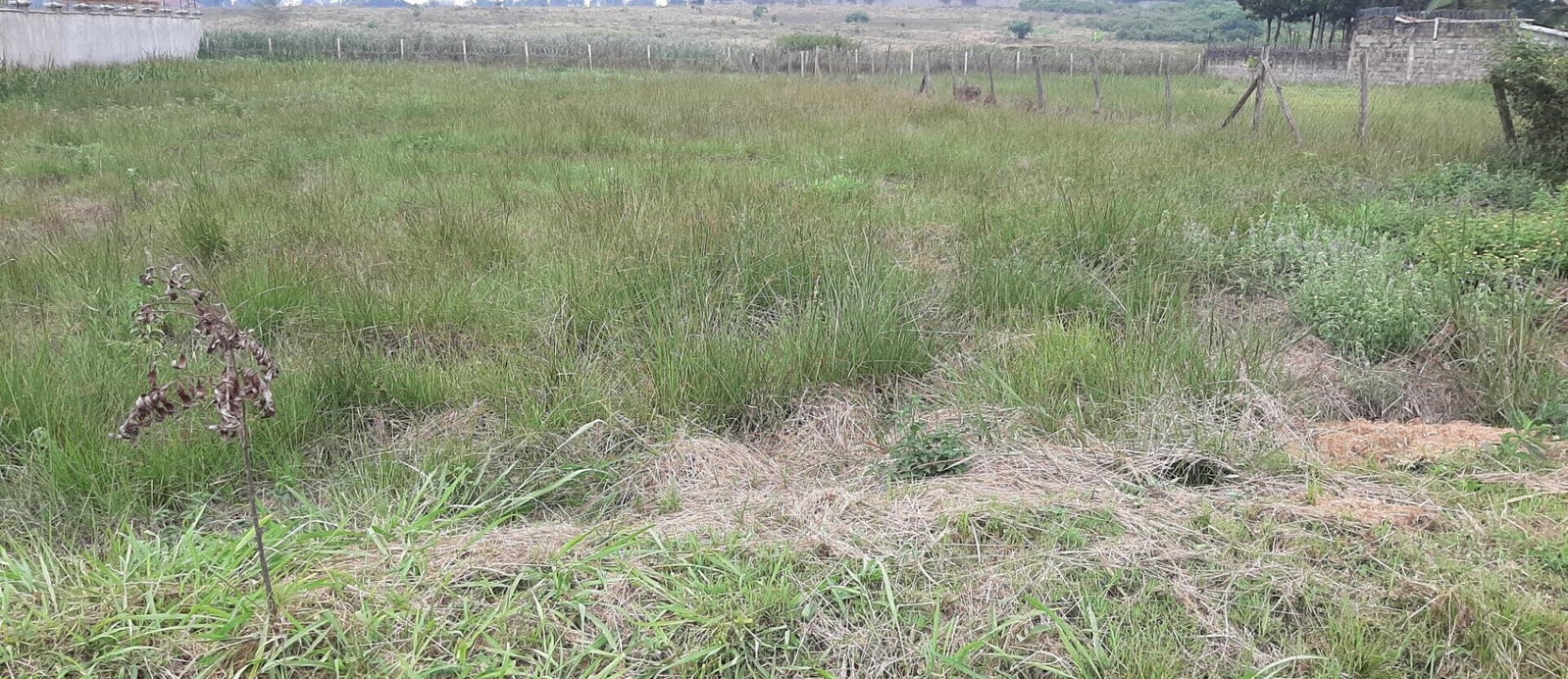 1.1-Acre Garden Oasis in Runda