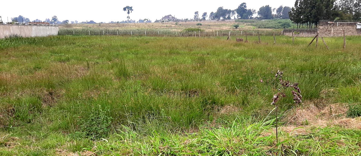 1.1-Acre Garden Oasis in Runda