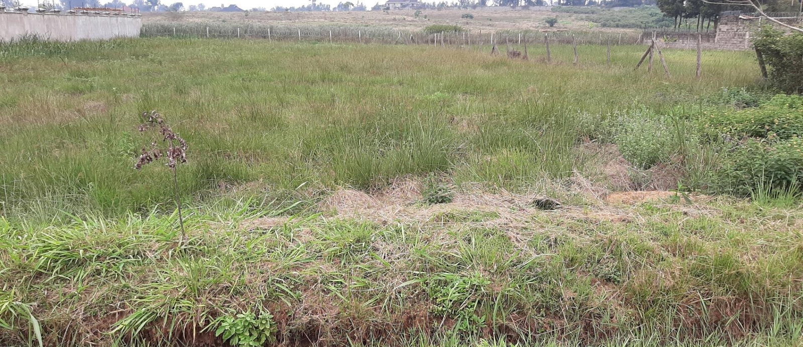 1.1-Acre Garden Oasis in Runda