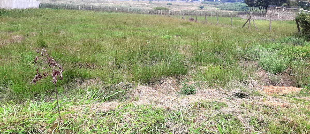 1.1-Acre Garden Oasis in Runda