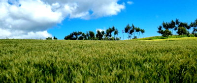 12.3-Acre Farm with Garden and Parking - Nyandarua