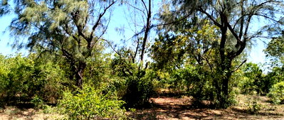 13-Acre Pet Friendly Land in Watamu