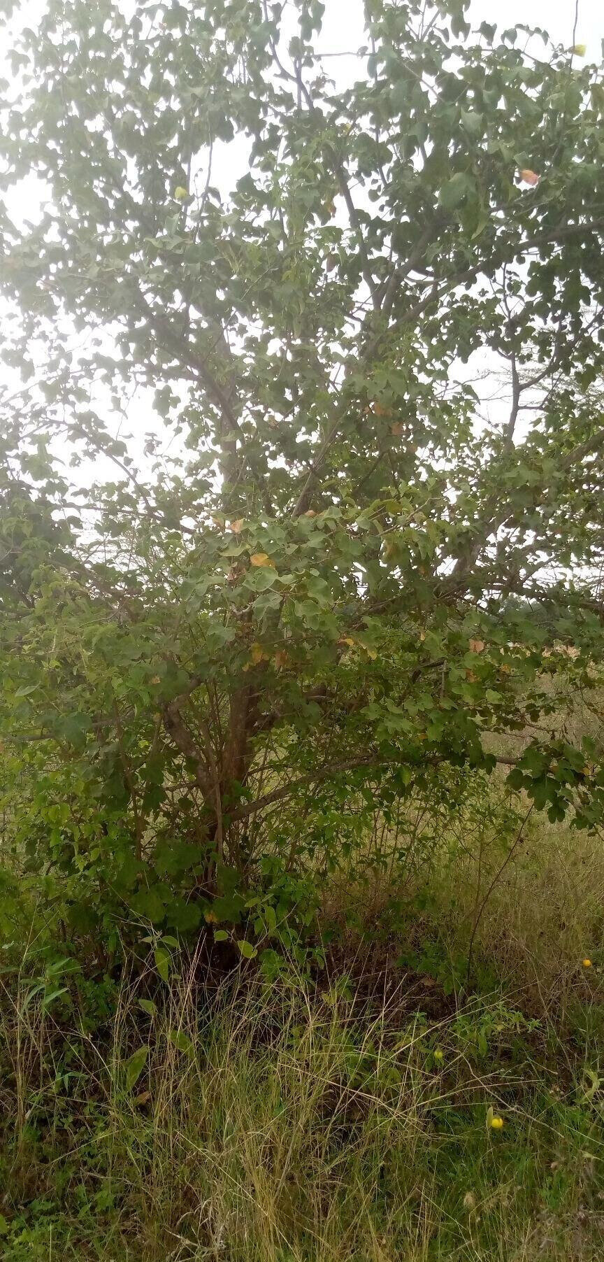 1.7-Acre Garden Plot with Parking - Machakos
