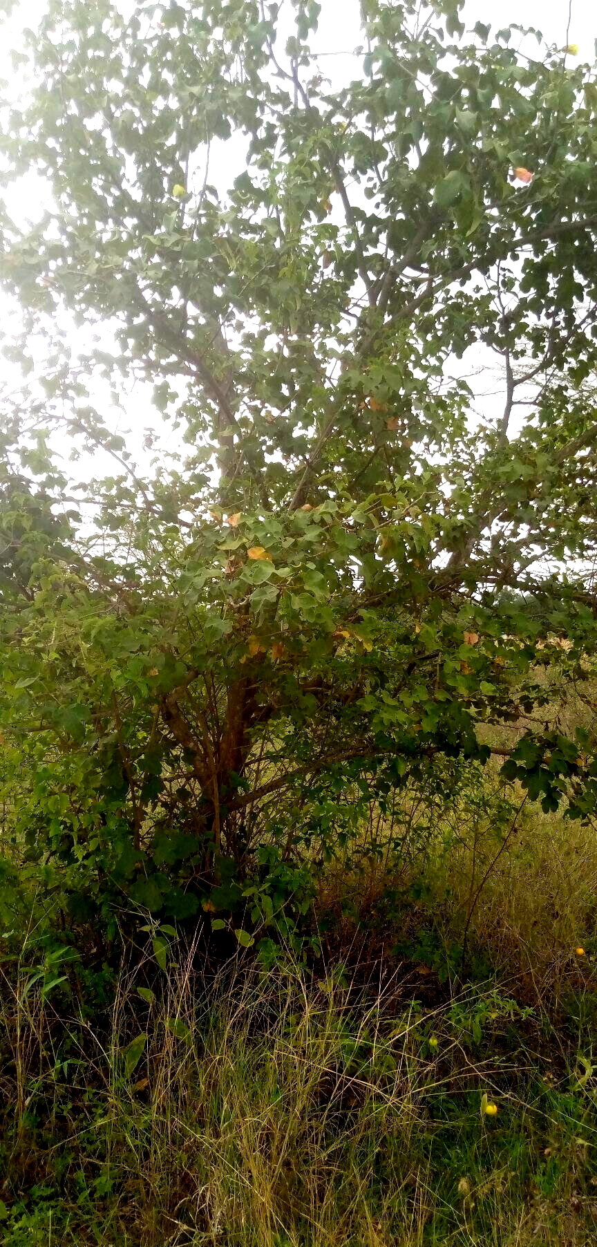 1.7-Acre Garden Plot with Parking - Machakos