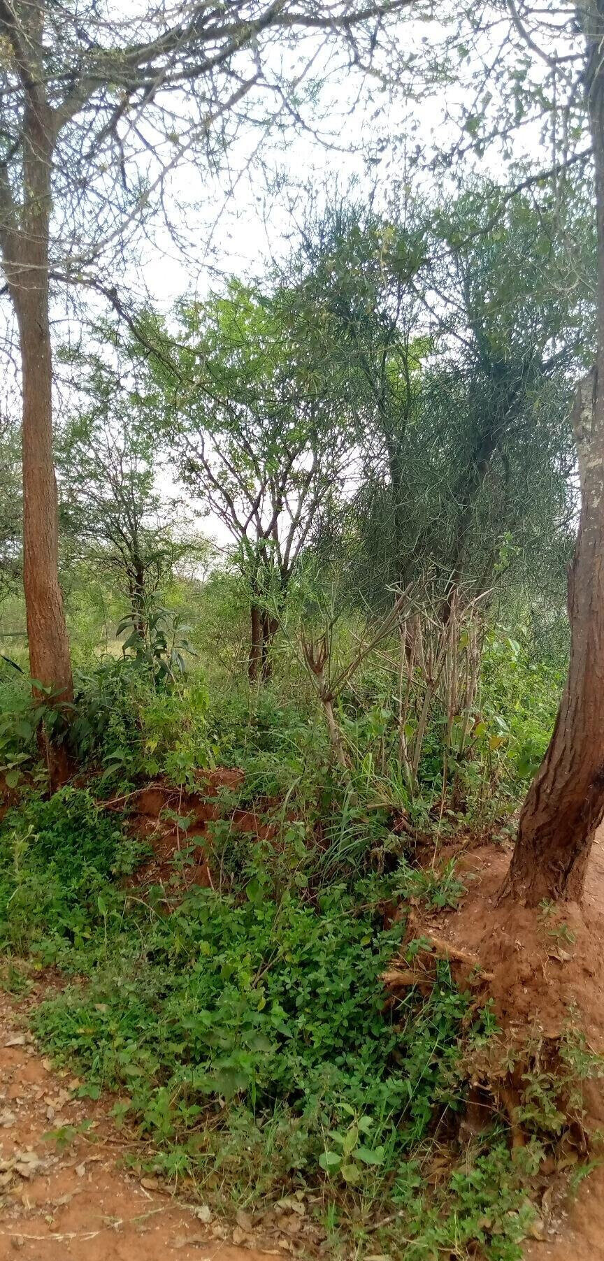 1.7-Acre Garden Plot with Parking - Machakos