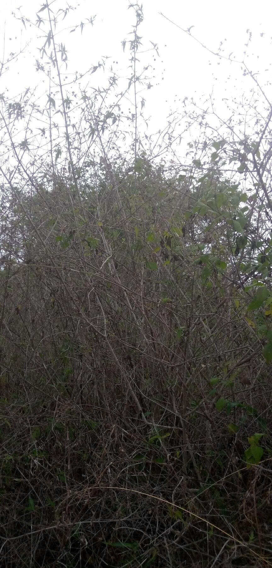 1.7-Acre Garden Plot with Parking - Machakos