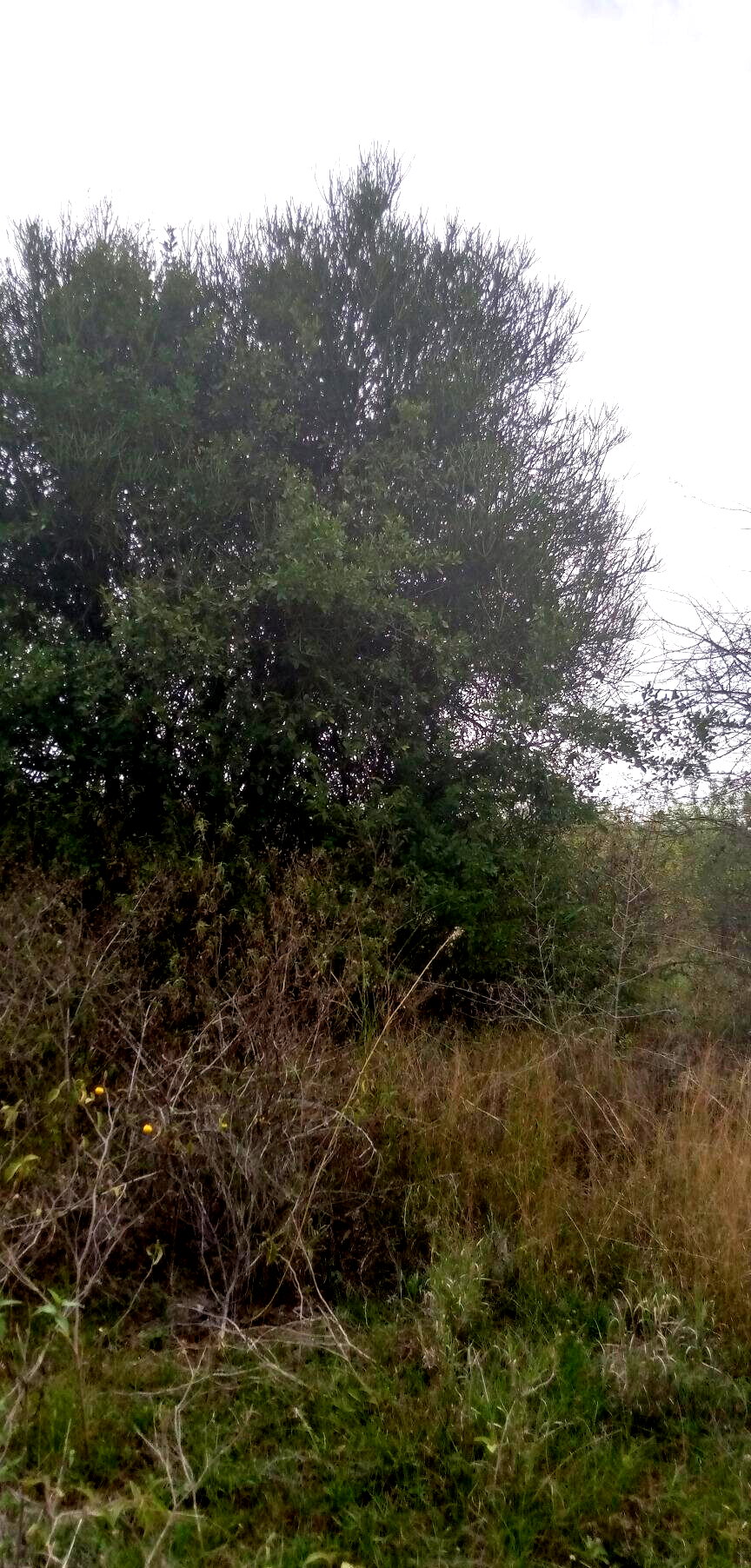 1.7-Acre Garden Plot with Parking - Machakos