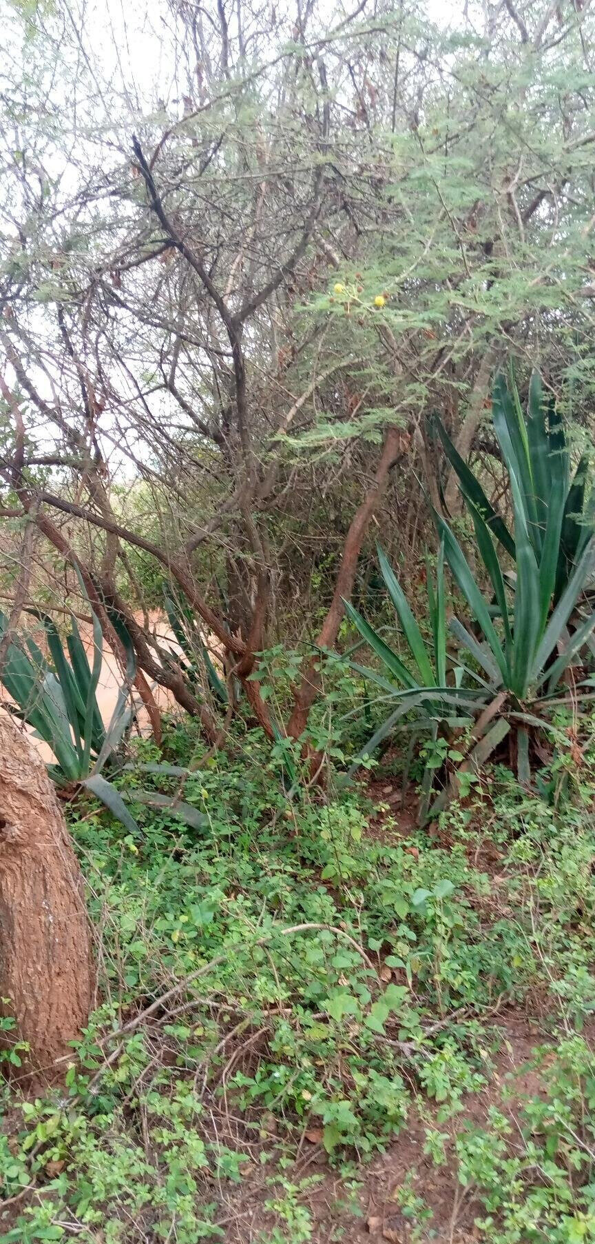 1.7-Acre Garden Plot with Parking - Machakos