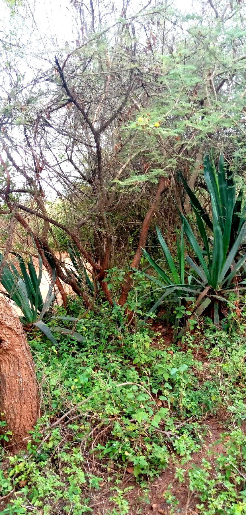 1.7-Acre Garden Plot with Parking - Machakos
