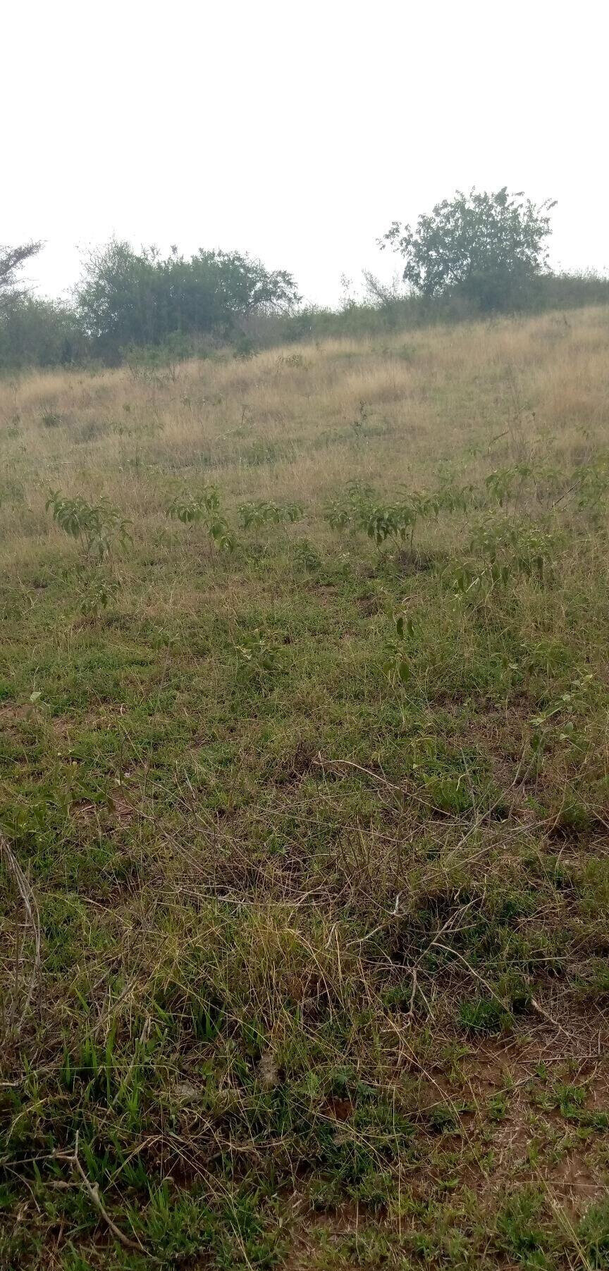 1.7-Acre Garden Plot with Parking - Machakos