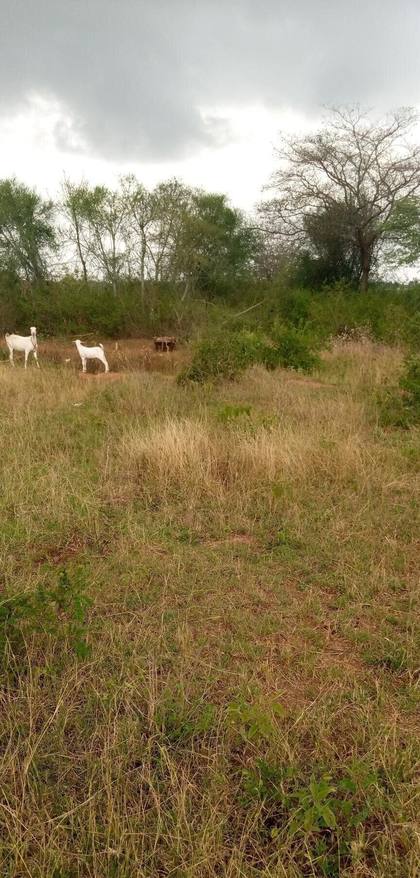 1.7-Acre Garden Plot with Parking - Machakos