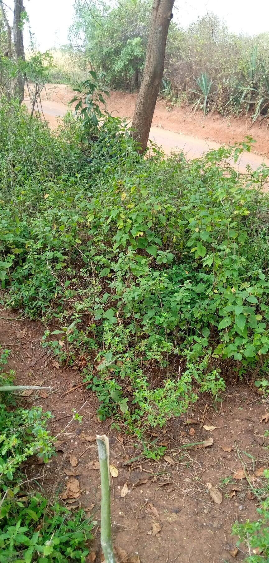 1.7-Acre Garden Plot with Parking - Machakos
