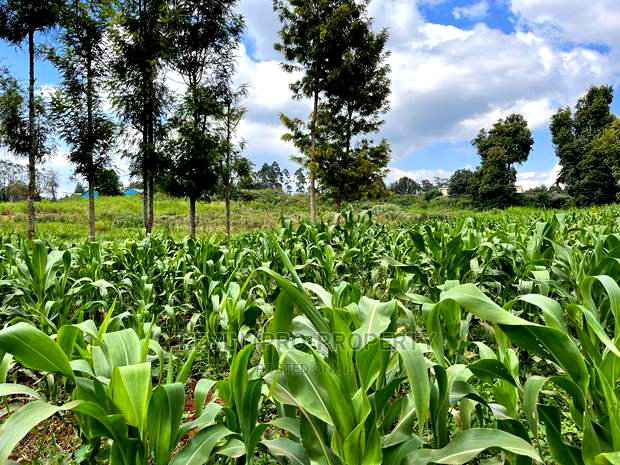 Prime Block of Land for Sale in Kikuyu Town.