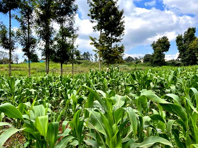Prime Block of Land for Sale in Kikuyu Town. - Image 1