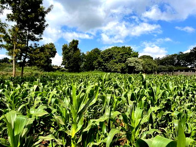Prime Block of Land for Sale in Kikuyu Town. - Image 9