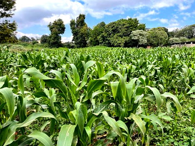 Prime Block of Land for Sale in Kikuyu Town. - Image 11