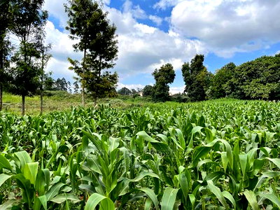 Prime Block of Land for Sale in Kikuyu Town. - Image 4