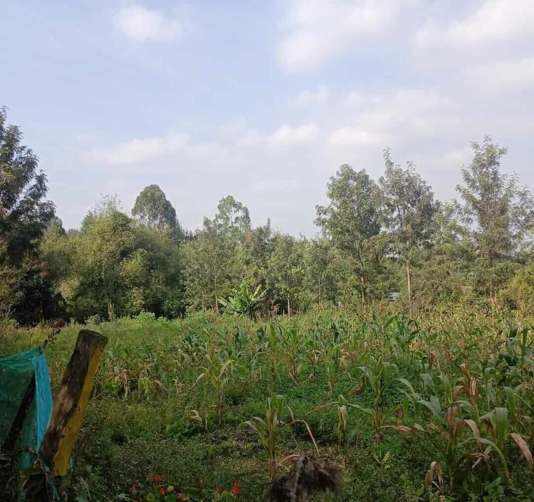 Quarter Acre Plot in Matasia