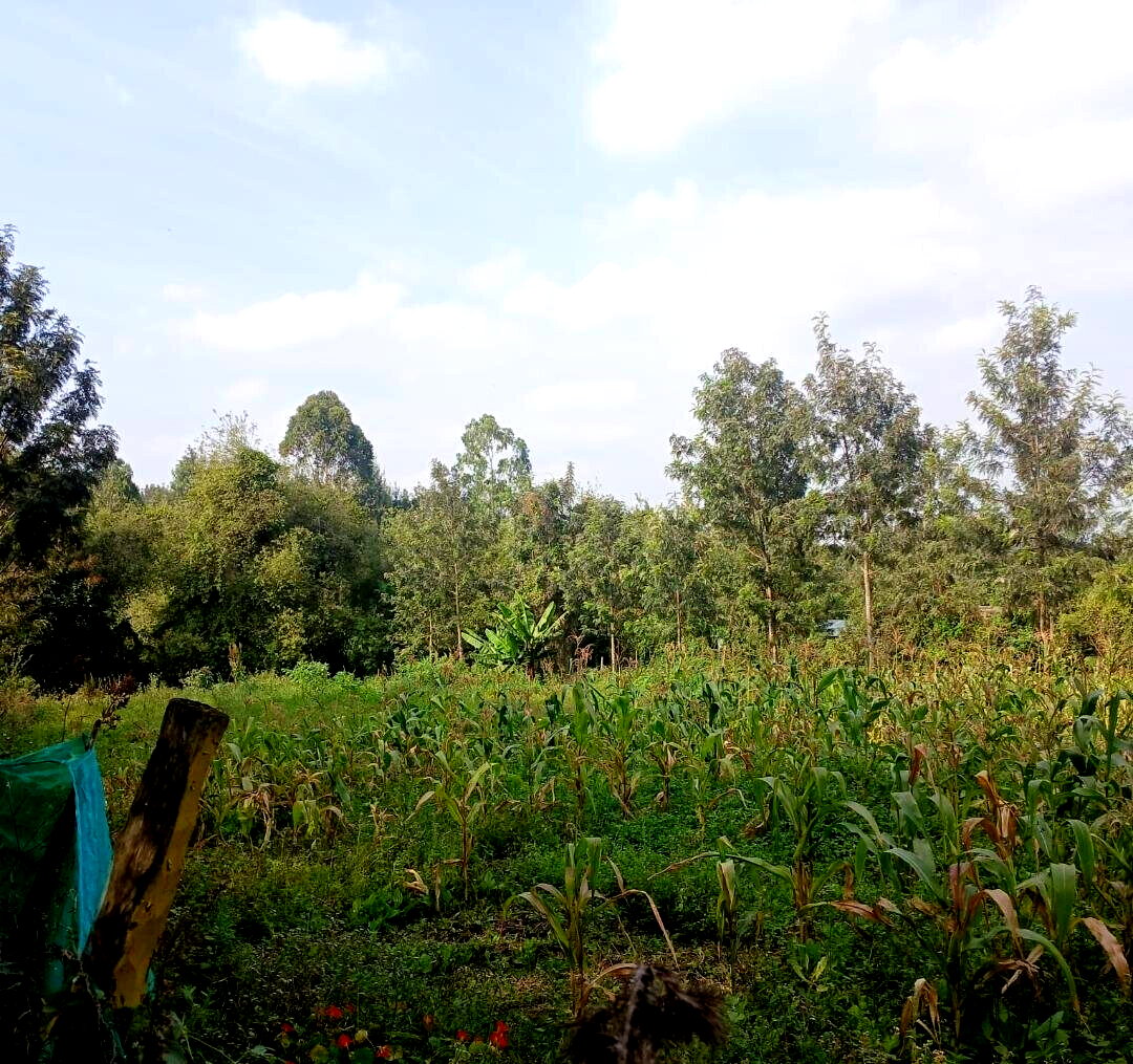 Quarter Acre Plot in Matasia