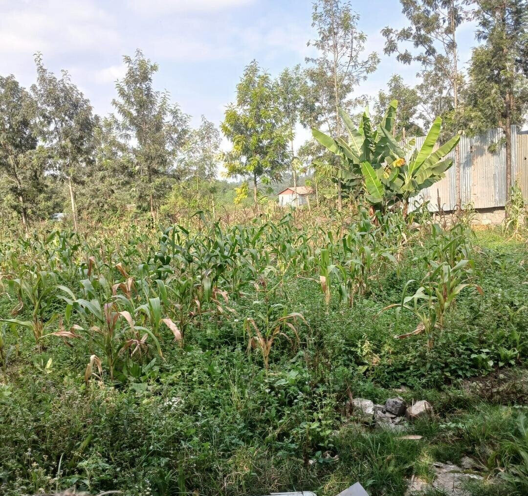 Quarter Acre Plot in Matasia