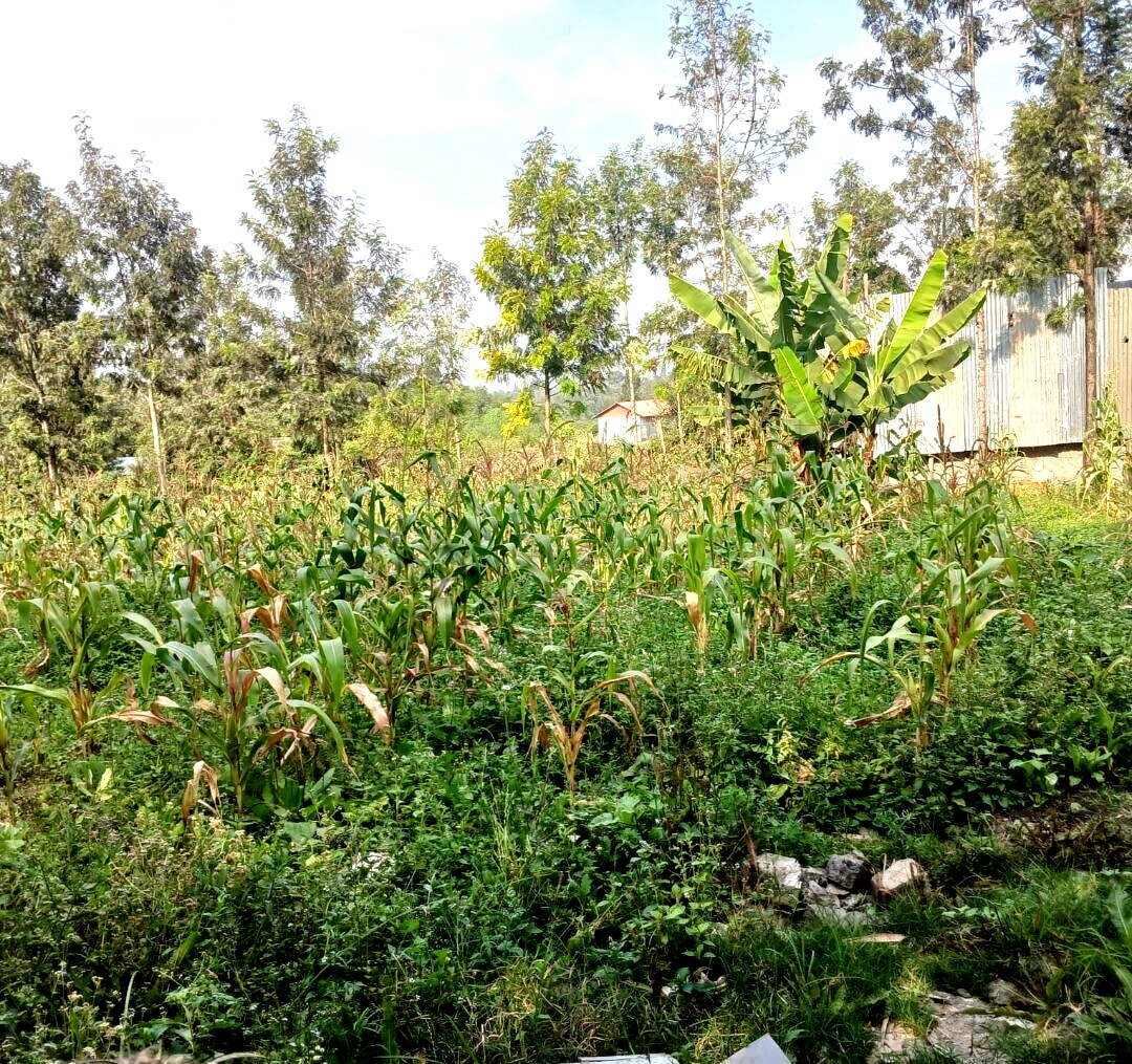 Quarter Acre Plot in Matasia