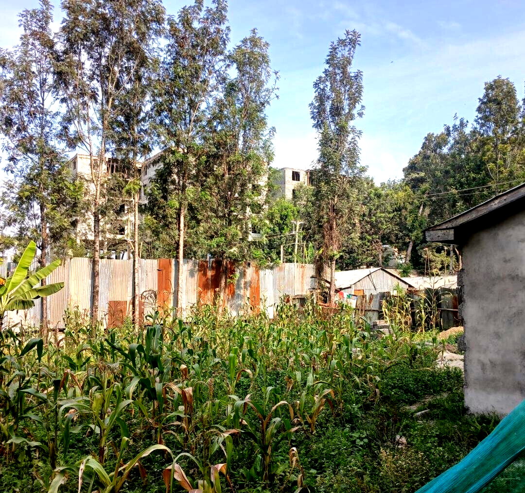 Quarter Acre Plot in Matasia