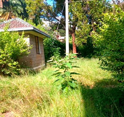 1.1-Acre Lavington Gem at KSh 170M