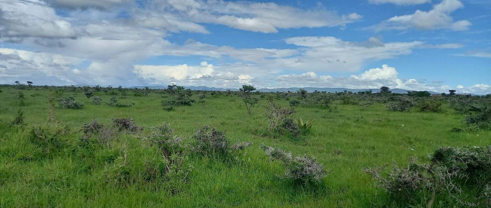 Pet Friendly 1/8 Acre Plot at KSh 280K
