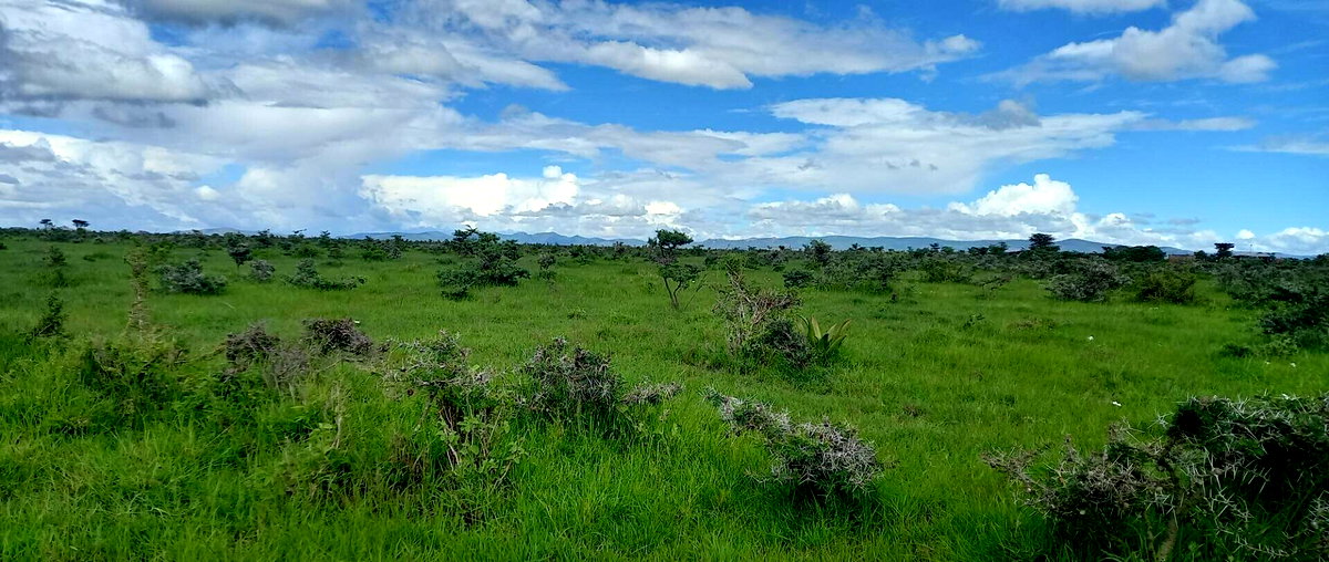 Pet Friendly 1/8 Acre Plot at KSh 280K