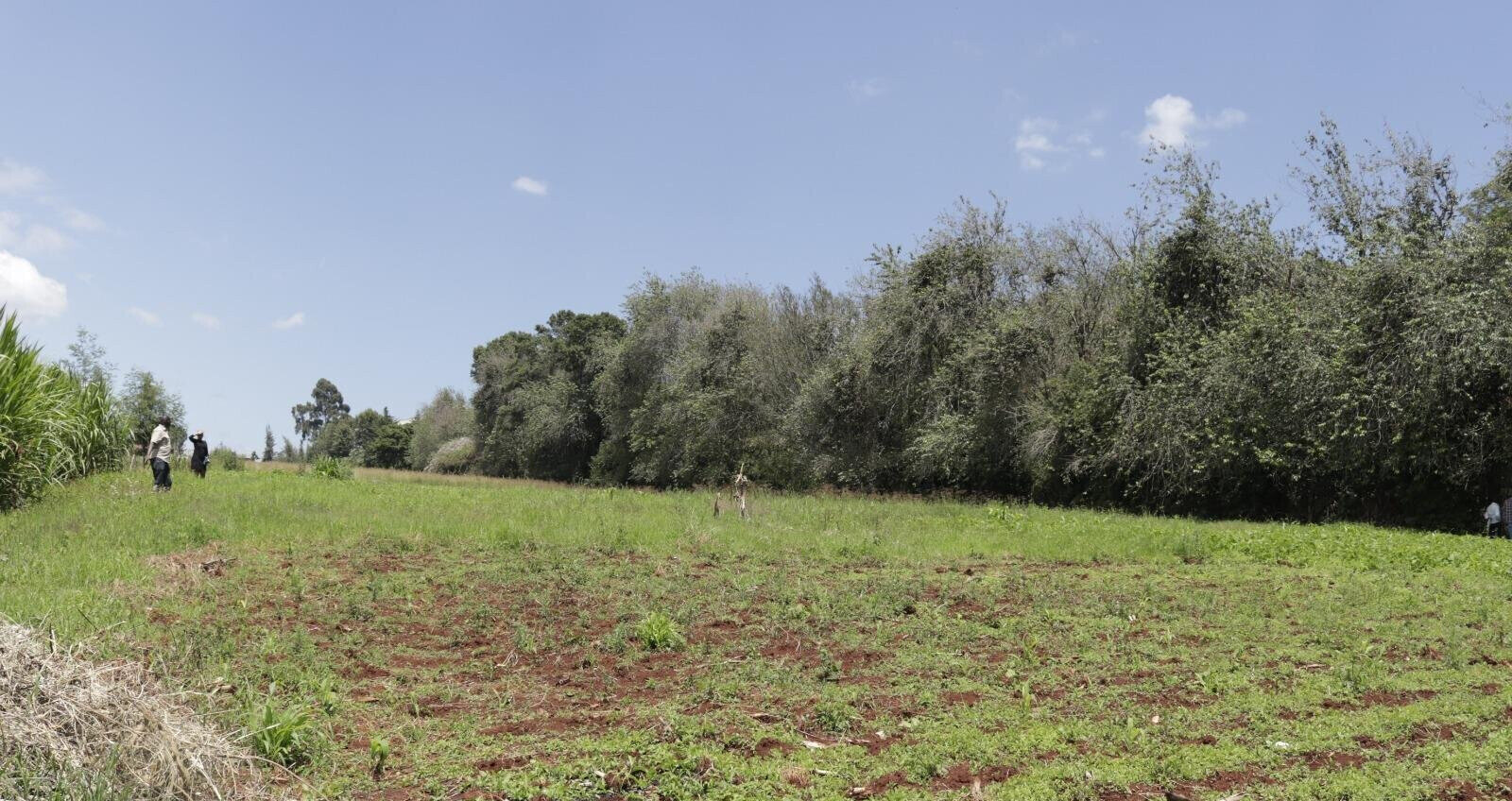 Half Acre Garden Land in Tigoni