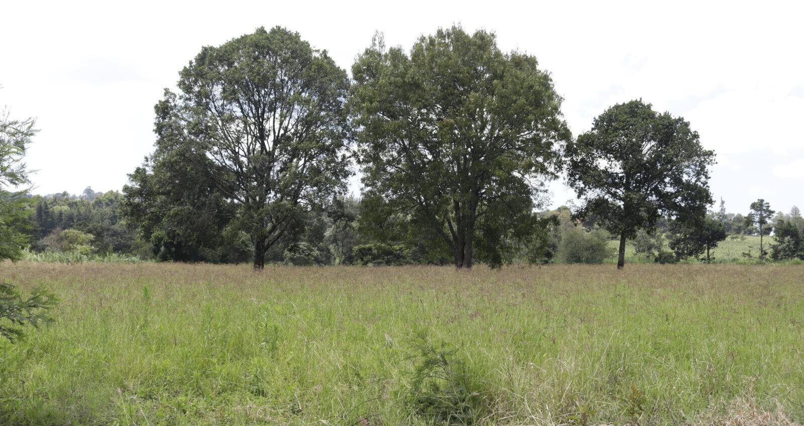 Half Acre Garden Land in Tigoni